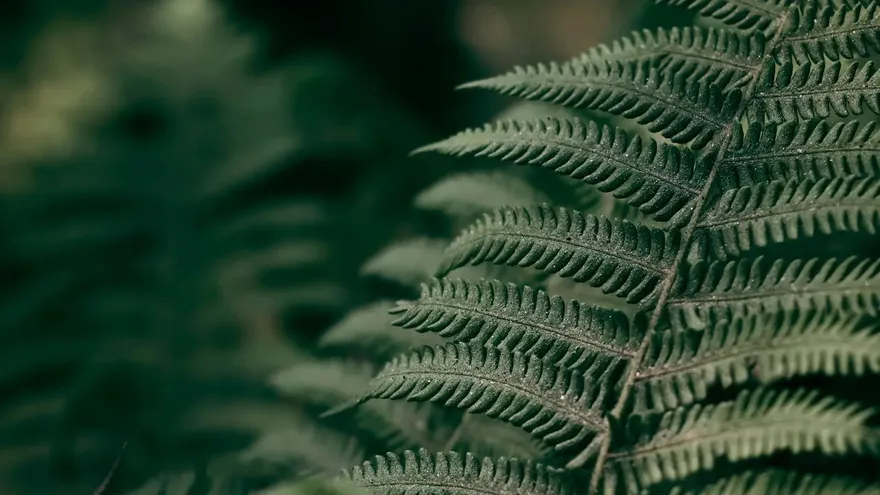Close-up of a fern frond in soft light against a dark forest background.