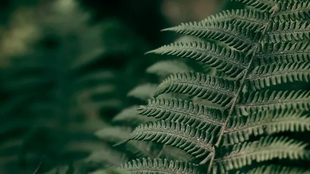 Close-up of a fern frond in soft light against a dark forest background.