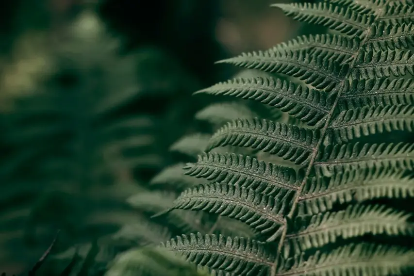 Close-up of a fern frond in soft light against a dark forest background.