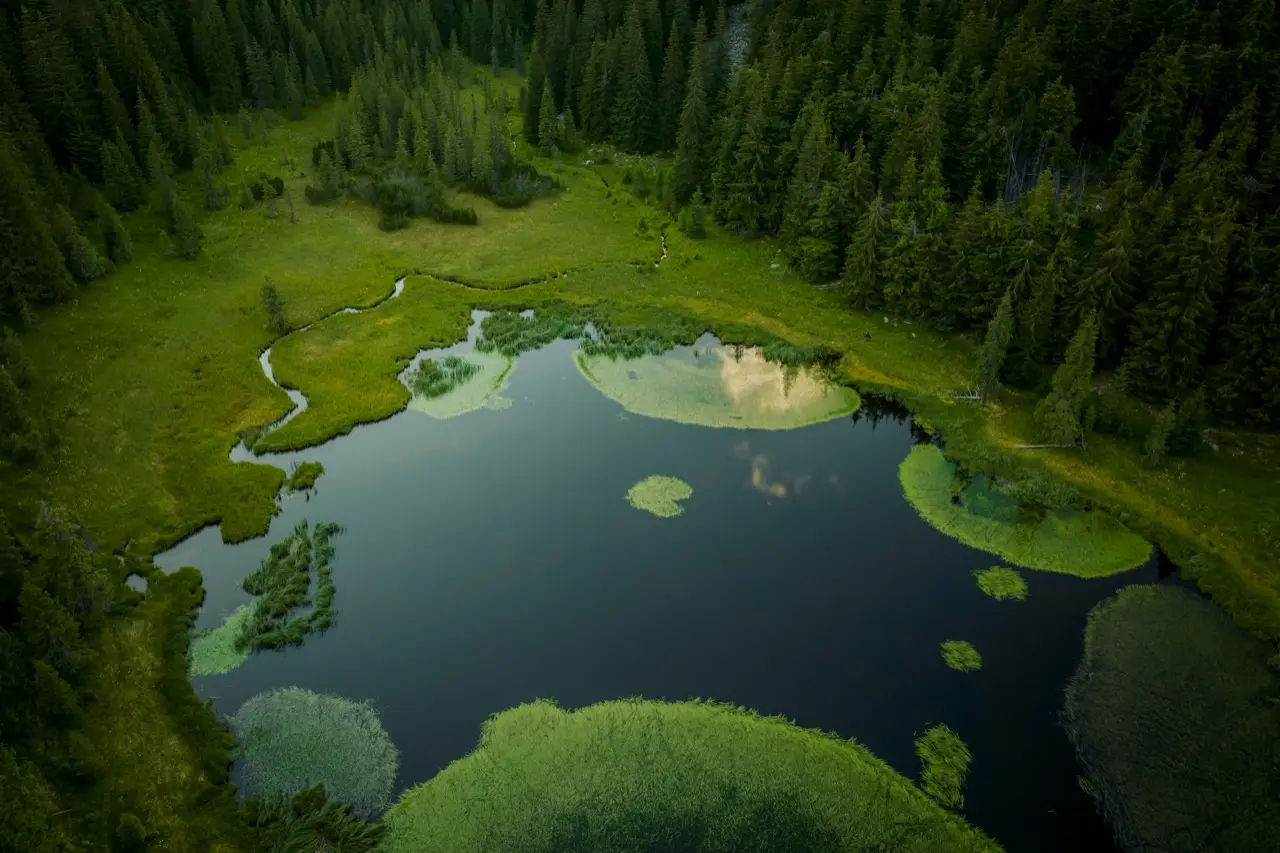 Aerial view of a still lake ringed by lush green forest.