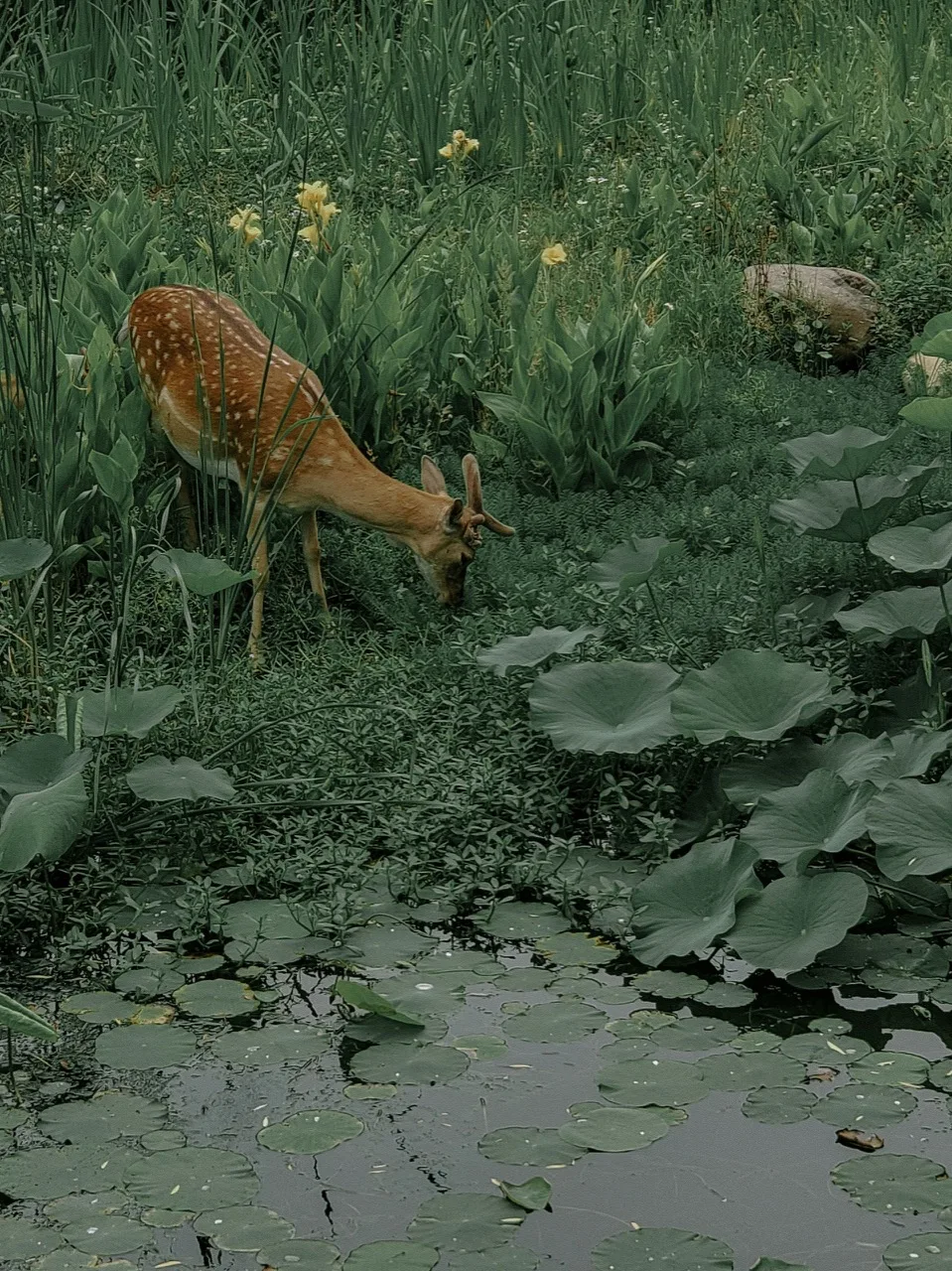 A young spotted deer grazing at the edge of a pond surrounded by lush green plants and water lilies