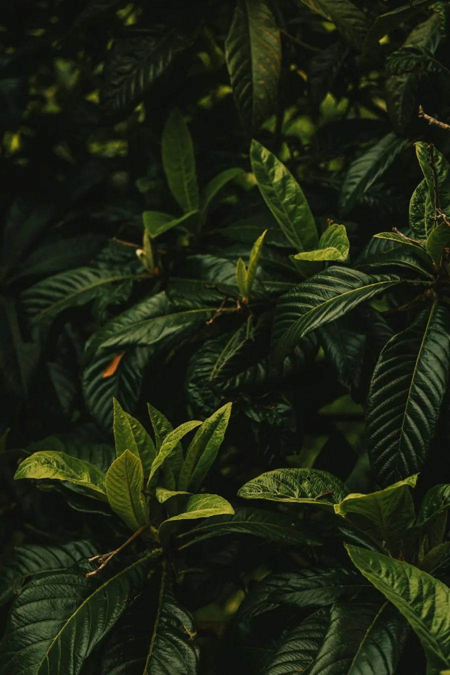 Dense canopy of glossy dark-green tropical leaves with a few lighter, sun-touched leaves toward the bottom of the frame