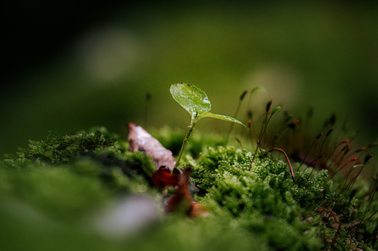 Macro photograph of a single tiny green seedling sprouting from a bed of moss, against a dark, softly blurred background.