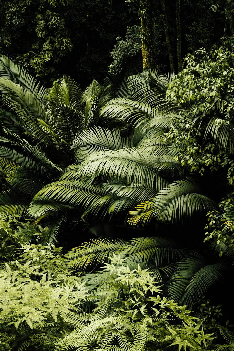 Lush palm fronds and ferns in dense forest light, photograph by Krystal Ng